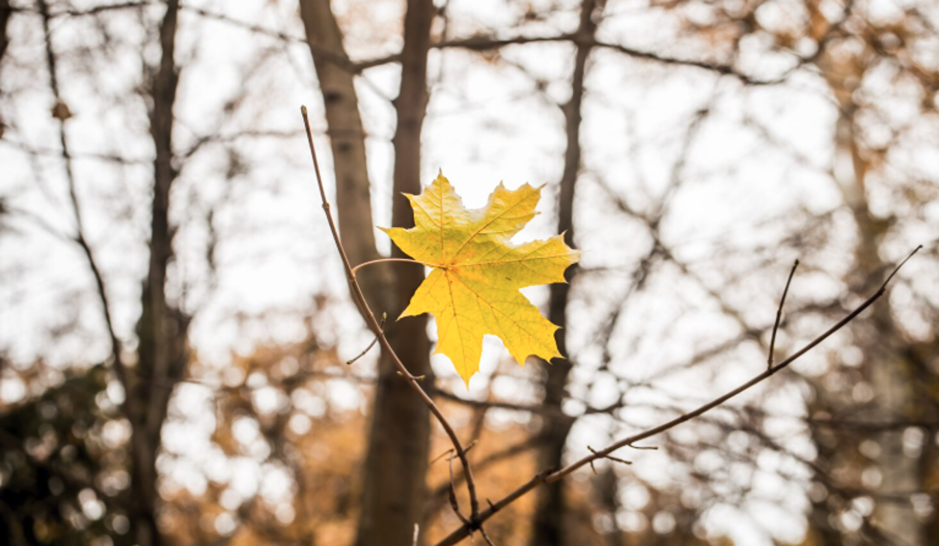 Что нельзя делать 2 ноября в Артемьев день – история, приметы и традиции
