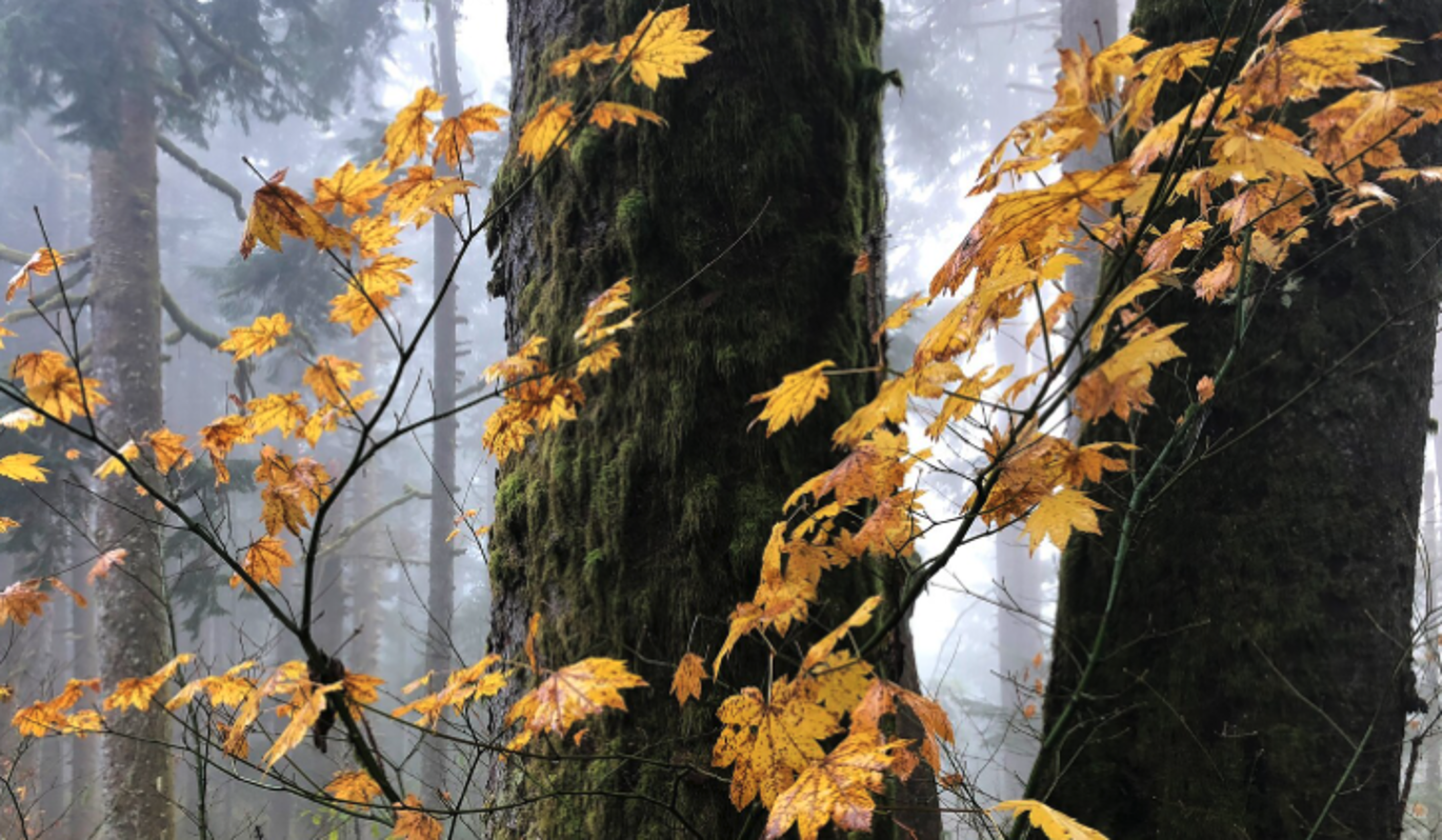 Что нельзя делать 3 ноября в Иларионов день, чтобы не навлечь на себя беду