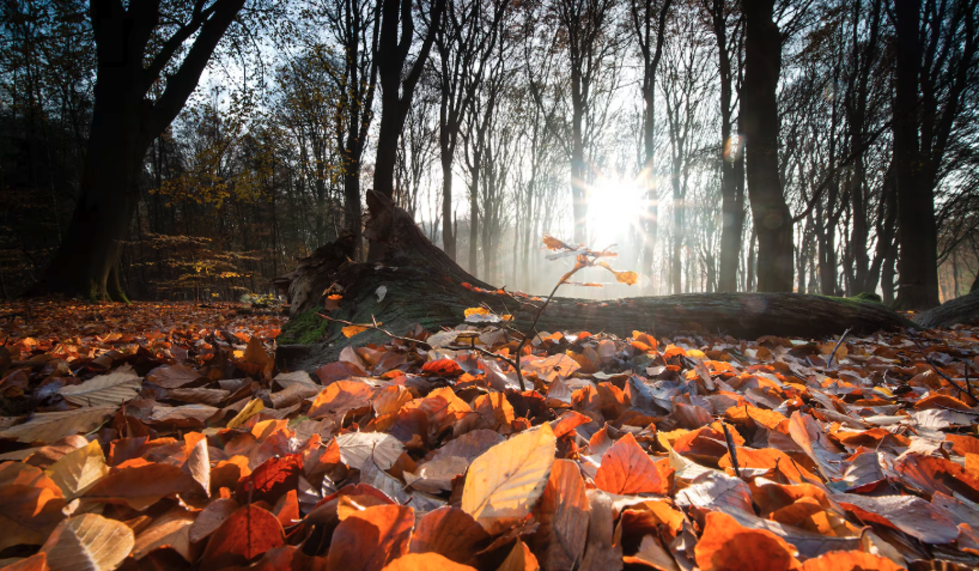 Что нельзя делать 4 ноября в день Осенней Казанской – приметы и поверья