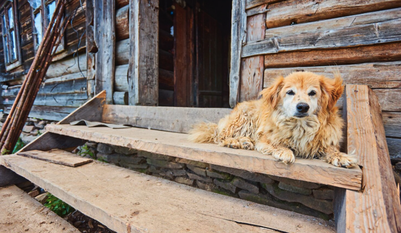 Пожарные в Смоленске спасли из горящего дома собаку – самая трогательная история дня