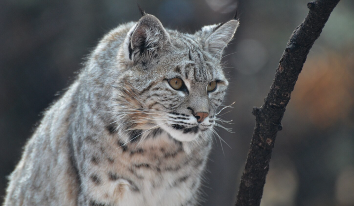 В Забайкалье неравнодушные россияне спасли забравшуюся на стол рысь – история с хорошим финалом