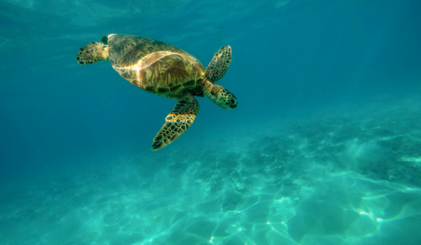 Специалисты по охране окружающей среды спасли находящихся под угрозой исчезновения черепах