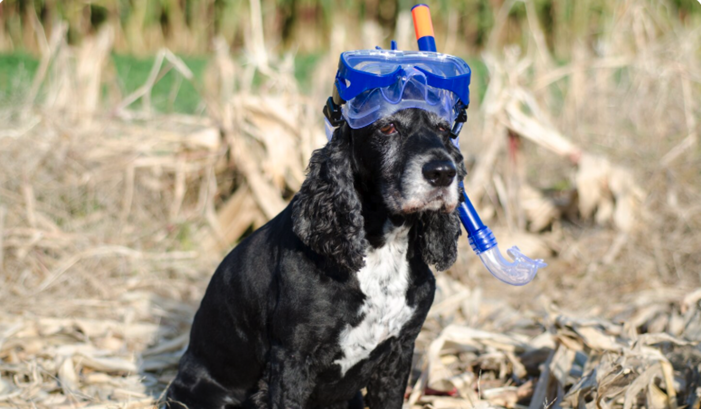 Инициативная группа спасла собаку из погреба в Ленобласти