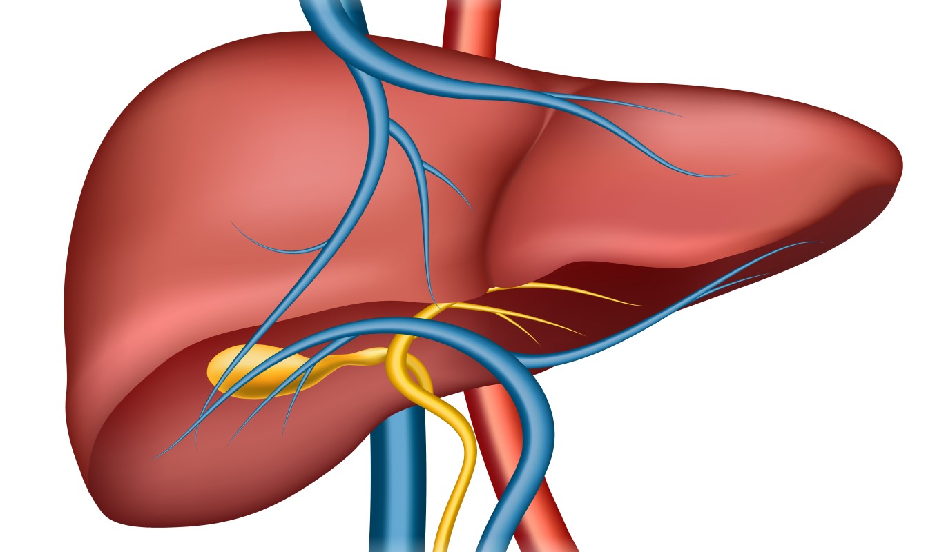 Горечь во рту и вечная усталость: 7 тихих симптомов перегруженной печени, которые нельзя игнорировать