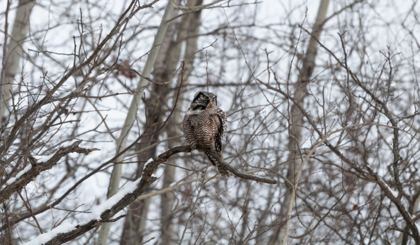 Россиянка спасла атакованного стаей ворон краснокнижного зверя