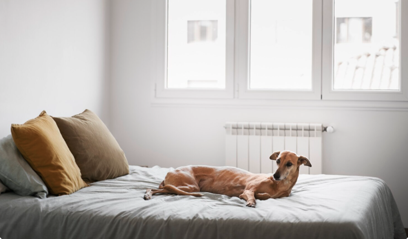 Эти 10 пород собак идеально подходят для жизни в квартире