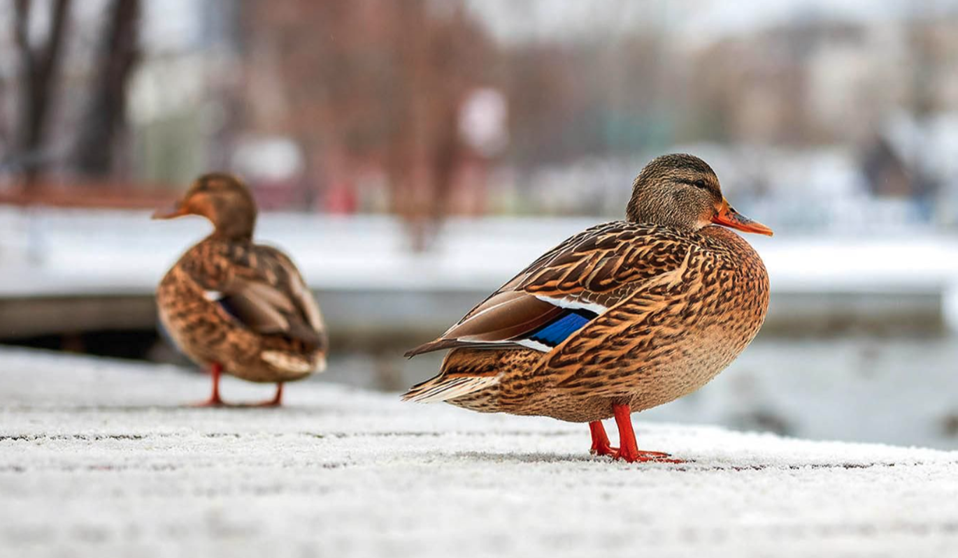 Синоптик пообещала москвичам оттепель в декабре