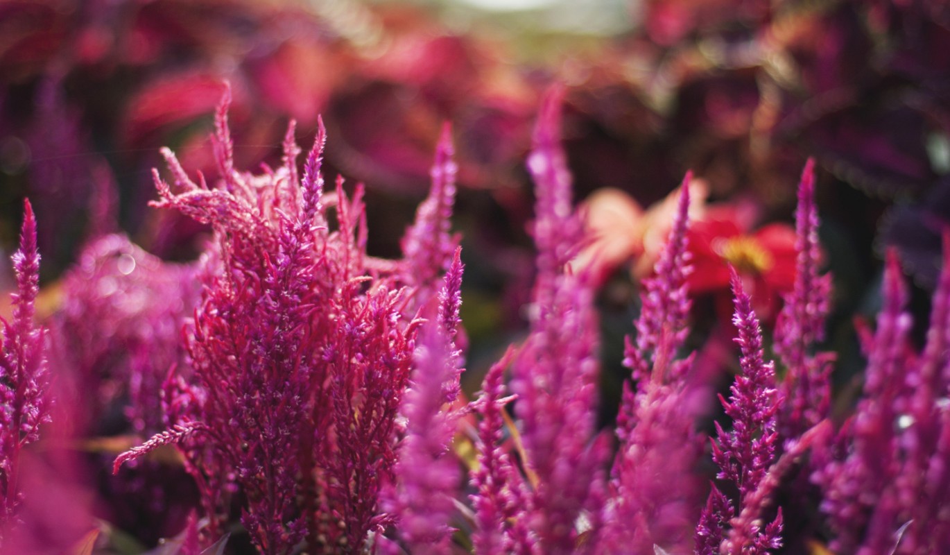 Забудьте про овсянку: эксперты назвали крупу, которая снижает "плохой" холестерин на 12%