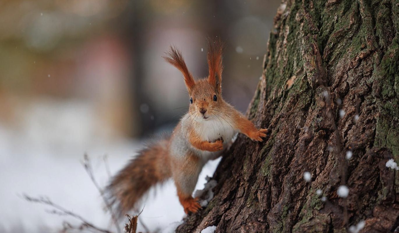 Москвичей предупредили о морозах почти до минус 20 градусов