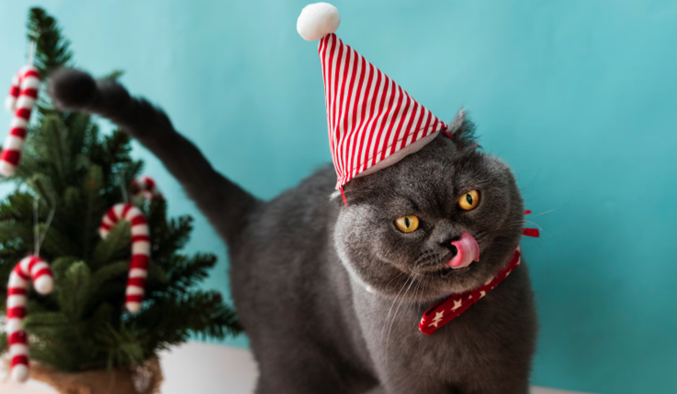 Как обезопасить новогоднюю елку от кота – самые эффективные лайфхаки