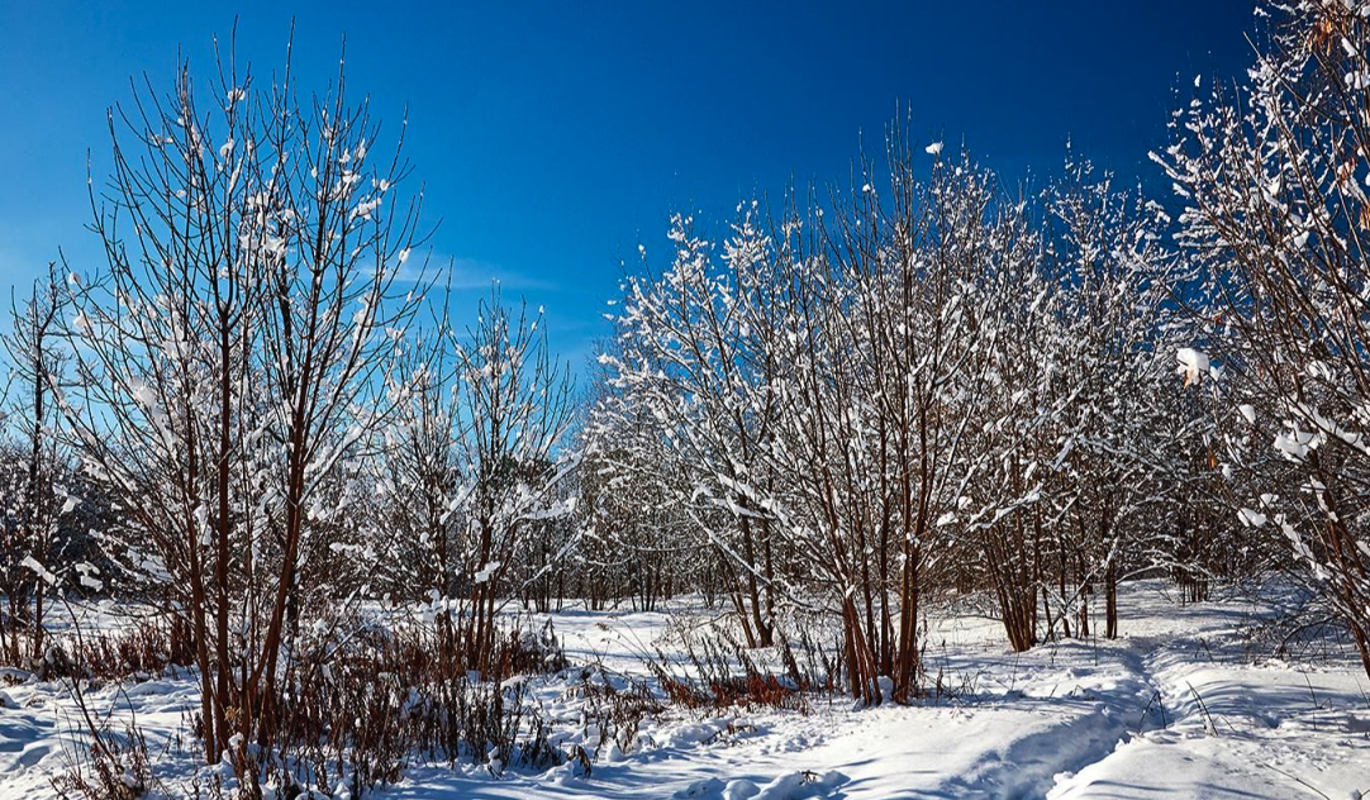 Синоптик предупредил москвичей о резком похолодании до минус 25 градусов