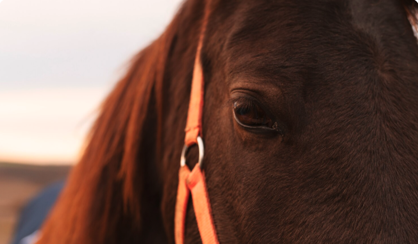 Тест: угадайте знаковые советские фильмы по одному кадру с лошадью