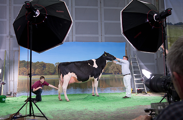 Фотосессия участницы ежегодного конкурса красоты среди коров «Мисс Германия»