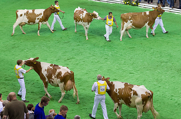 Животные дефилируют перед судьями во время ежегодного конкурса красоты среди коров «Мисс Германия»
