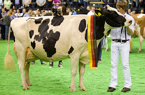 Томас Шульте-Ломёллер целует свою корову, победившую в ежегодном конкурсе красоты среди коров «Мисс Германия»