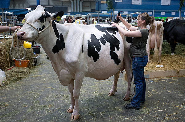 Строгое жюри оценивало участниц за несколькими критериями — они должны были обладать крепким телосложением, выменем правильной формы, сильными ногами, подтянутой кожей и уметь уверенно держаться на публике