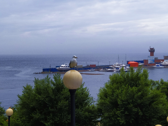 Владивостокская чайка. Фото: Екатерина Ежова