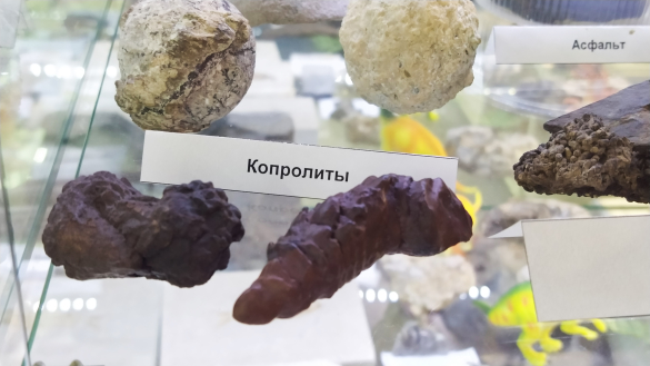 Копролиты динозавров. Фото: Екатерина Ежова