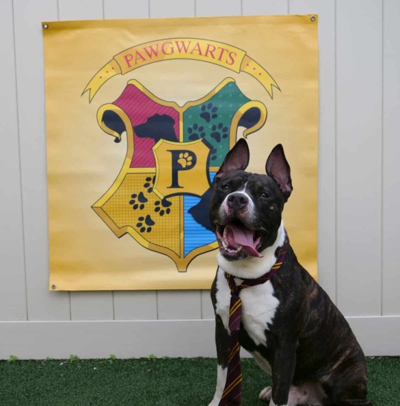 Фото: Pet Alliance of Greater Orlando