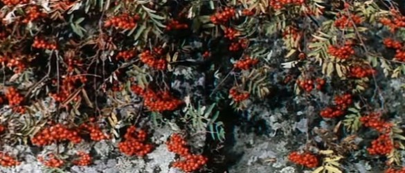 Фото: кадр из фильма