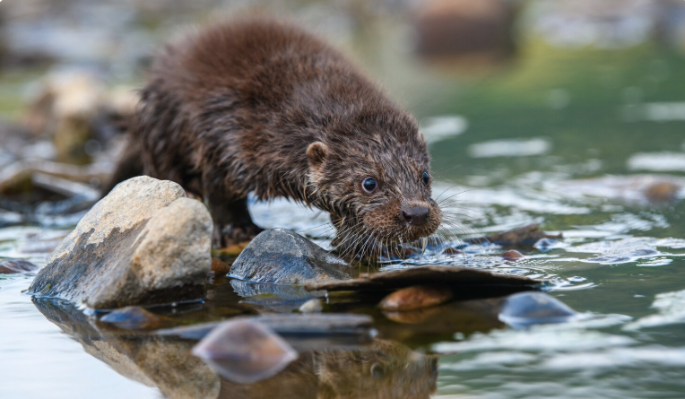 В одном из районов Татарстана спасли придавившего себе хвост бобра   В одном из районов Татарстана спасли придавившего себе хвост бобра