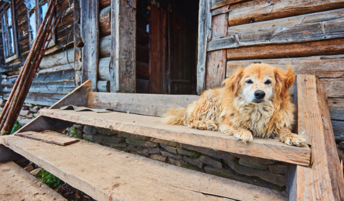 Пожарные в Смоленске спасли из горящего дома собаку – самая трогательная история дня Пожарные в Смоленске спасли из горящего дома собаку – самая трогательная история дня