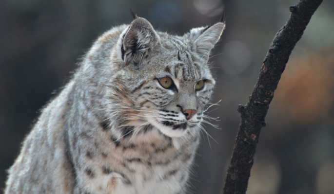 В Забайкалье неравнодушные россияне спасли забравшуюся на стол рысь – история с хорошим финалом В Забайкалье неравнодушные россияне спасли забравшуюся на стол рысь – история с хорошим финалом