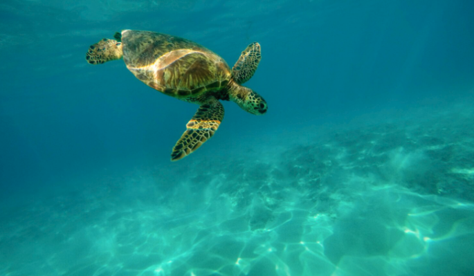 Специалисты по охране окружающей среды спасли находящихся под угрозой исчезновения черепах Специалисты по охране окружающей среды спасли находящихся под угрозой исчезновения черепах