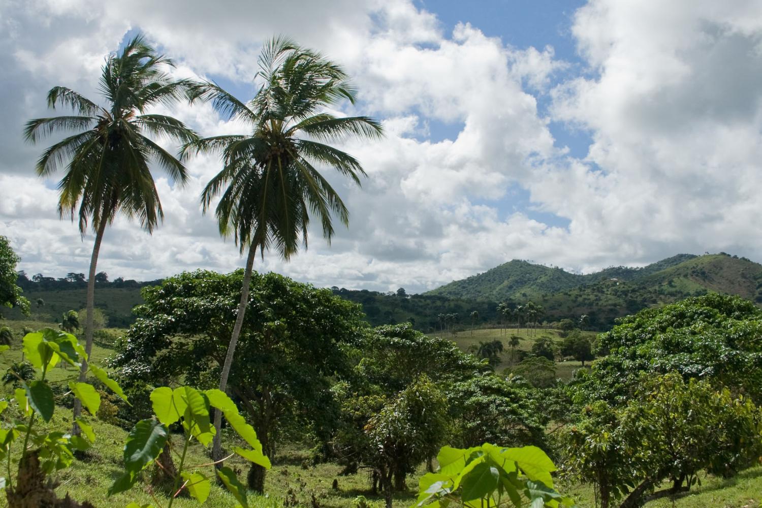 Доминикана - это не только белоснежный песок и голубое море, но и зеленые просторы.
