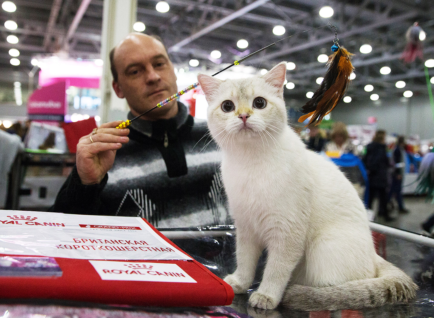 И вновь перед нами кошка породы британская короткошерстная. Эти "плюшевые" создания любят внимание и ласковое отношение к себе.