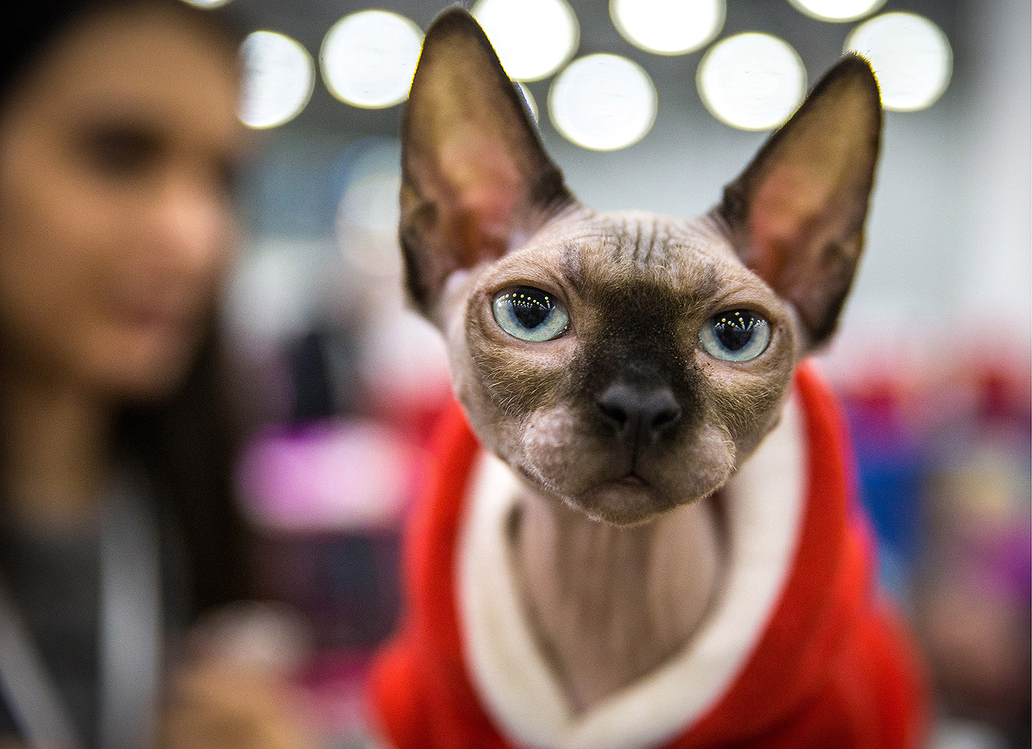 Судя по "прикиду", этот канадский сфинкс уже подготовился к новогодним праздникам. Главное, чтобы костюмчик сидел!