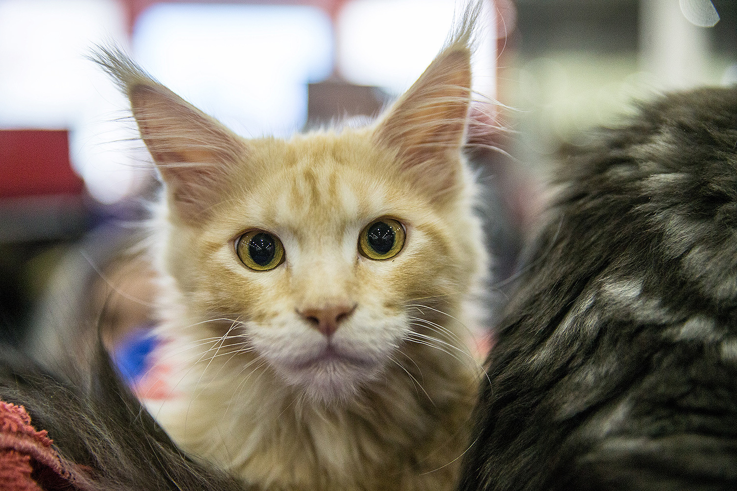 Проникновенный лимонный взгляд этого представителя породы мейн-кун просто завораживает. Эти огромные домашние кошки отличаются интеллектом и особенностями памяти, благодаря которым отлично поддаются дрессировке.