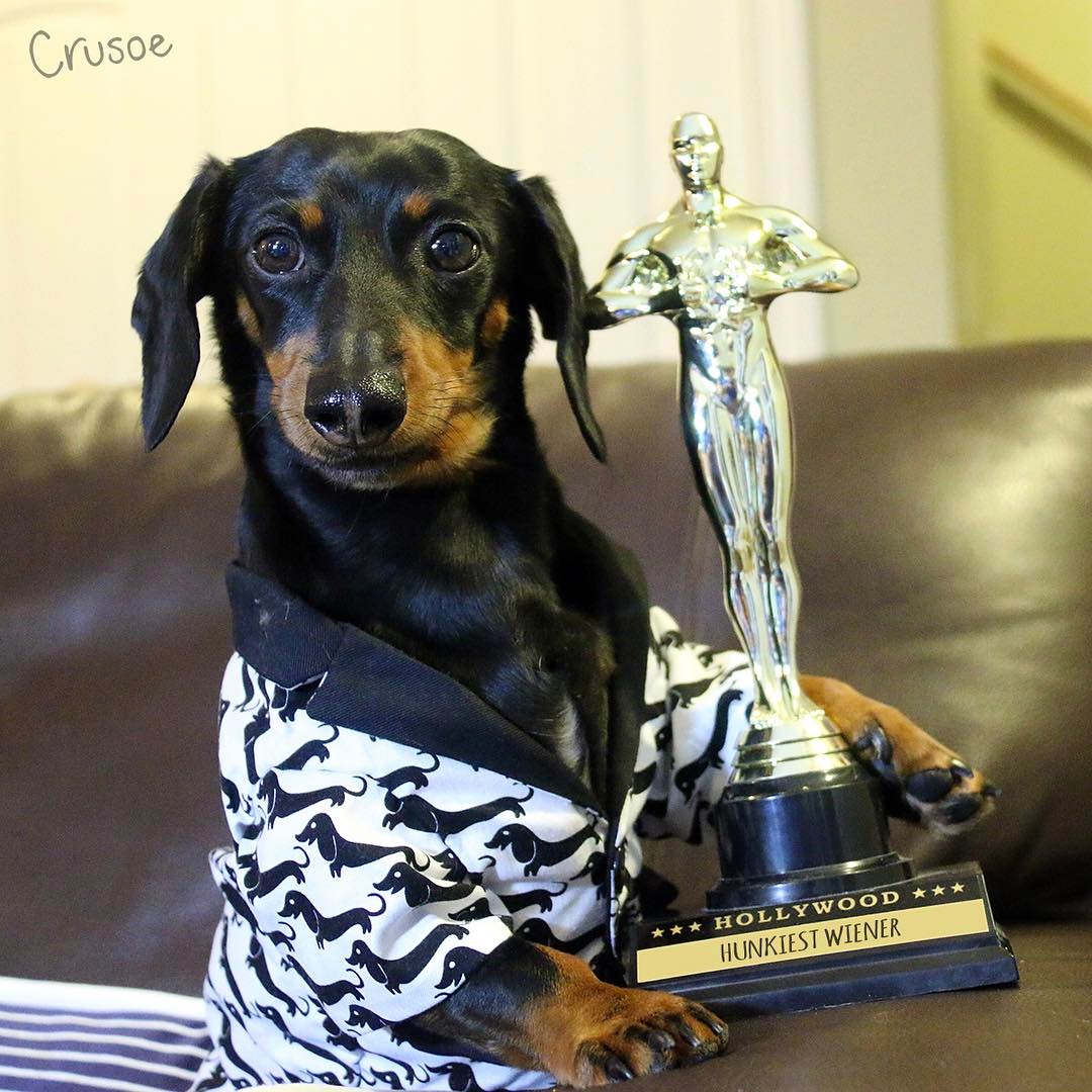 Такса Крузо стала лицом одного из американских календарей на 2017 год. Видеозаписи с ее участием в YouTube посмотрели около 44 миллионов человек, а у ее страницы в Facebook уже более полутора миллиона подписчиков.