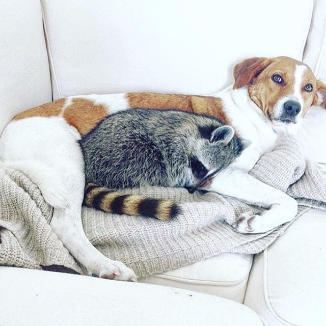 Енот Пампкин попал в семью после падения с дерева. Будущие хозяева подобрали животное и вылечили. Пампкин быстро привык к домашнему быту.