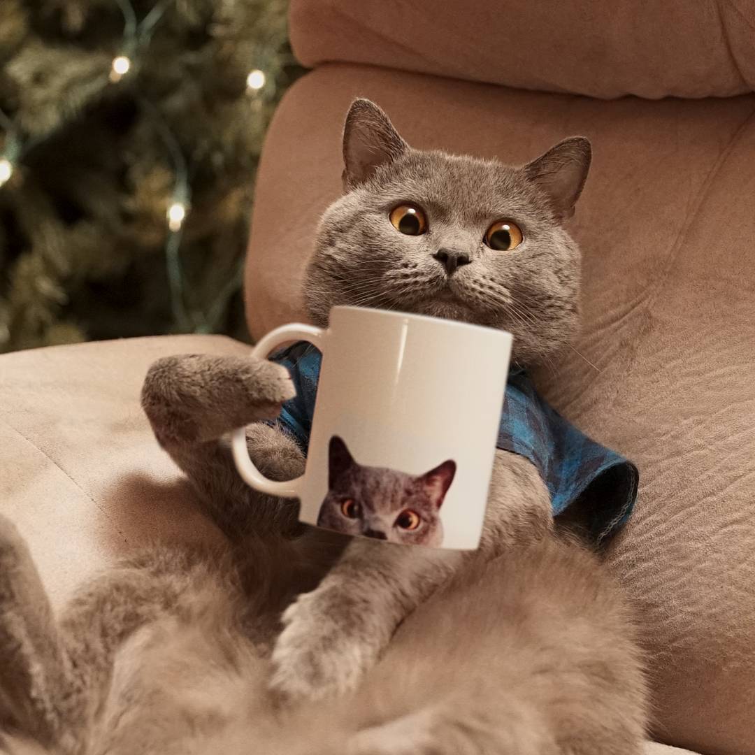 Кот по кличке Принц Майкл очень послушный. Он всегда смотрит в камеру и застывает в том положении, в котором ему прикажет оставаться хозяин Аарон.