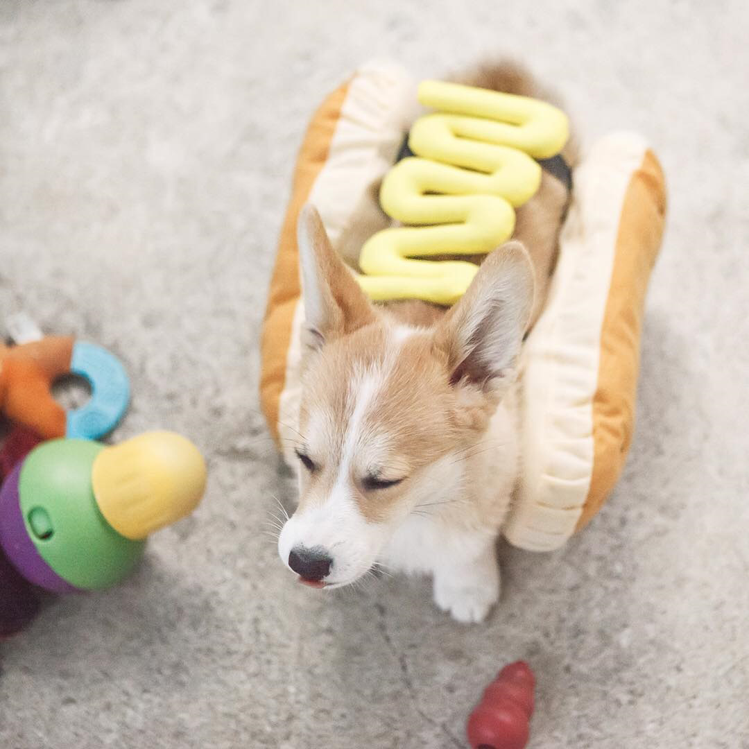 Корги по кличке Джордж регулярно участвует в профессиональных тематических фотосъемках. Как правило, они носят юмористический характер.