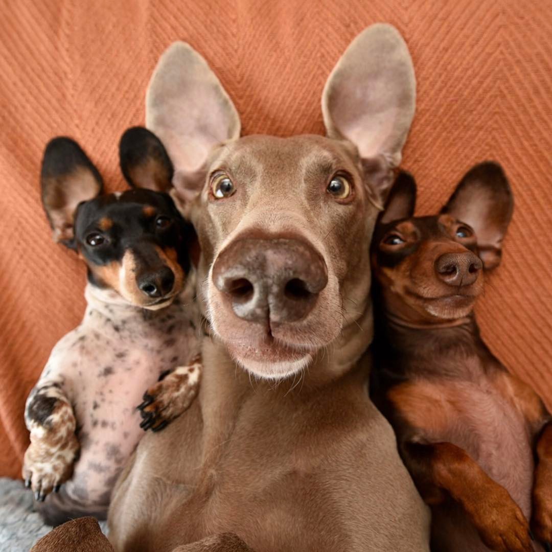 Западные СМИ уже прозвали квартет собак "самой милой командой друзей на свете". Они всегда фотографируются вместе и не могут обойтись друг без друга. При этом вчетвером они далеко не всегда умещаются в кадр - как на этой фотографии.