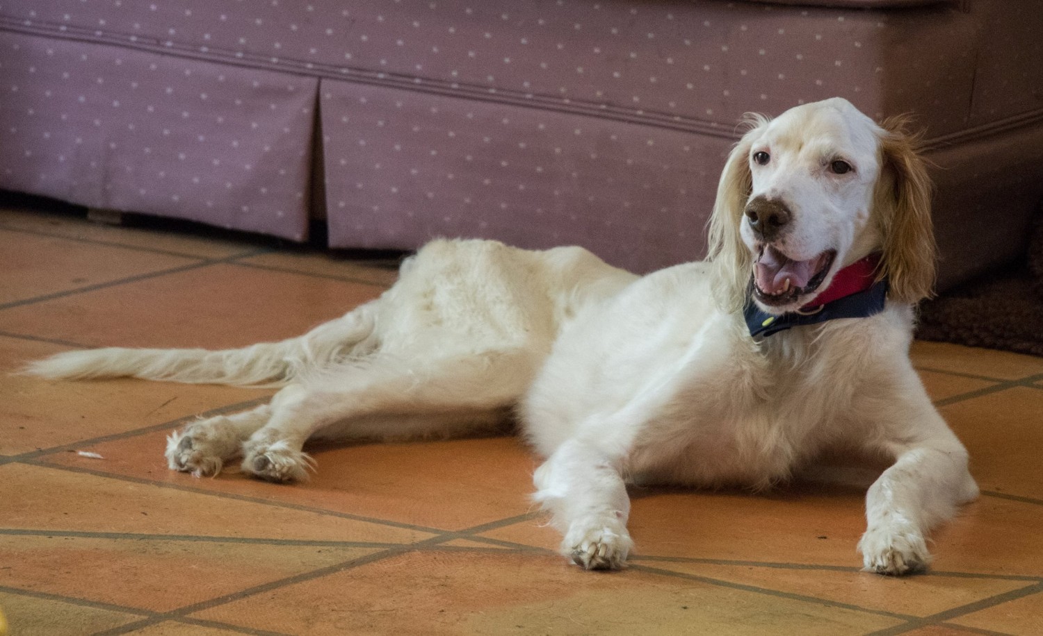 Собака Чаклс - член "Святилища старых собак-друзей". Сообщество публикует добрые и милые истории животных, которые привлекли уже более 1,7 миллиона подписчиков.