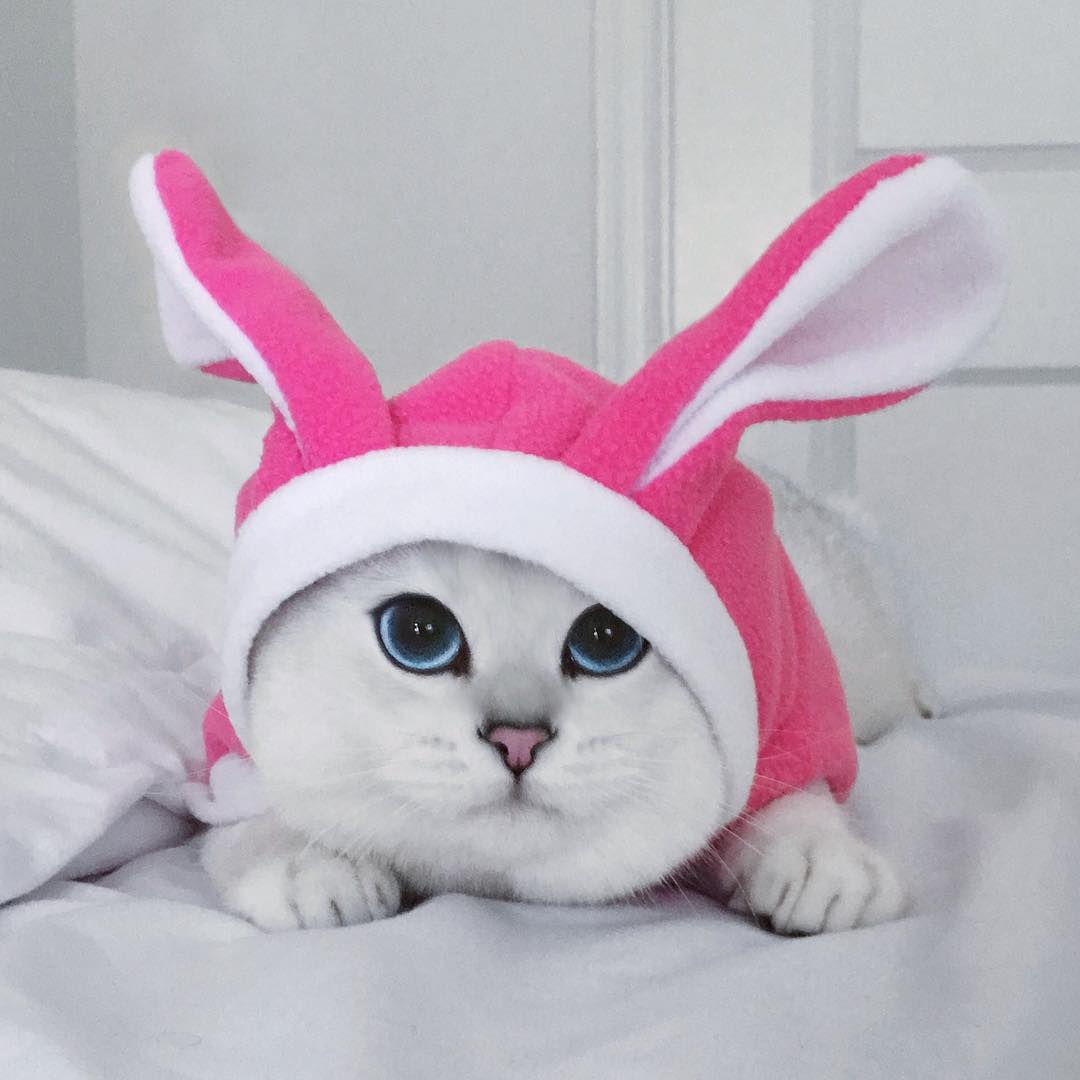 Кот Коби более всего известен серией фотографией во время экзистенциального кризиса. "Что я делаю со своей жизнью?" - гласит подпись ко многим снимкам.