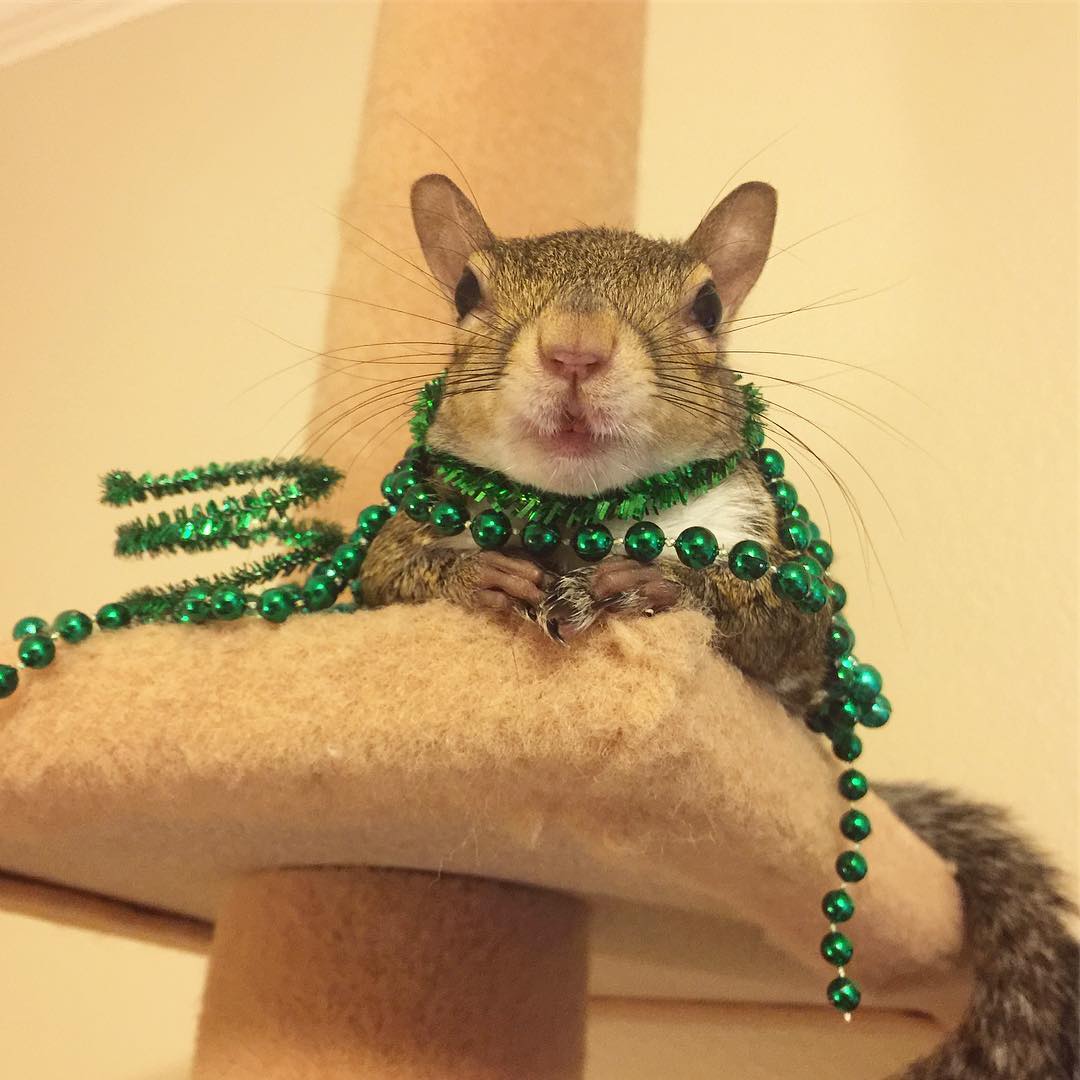 В 2012 году белку Джилл сдуло с дерева во время мощного урагана и унесло к одному из близлежащих домов. Хозяева ее подобрали. С тех пор зверек живет с ними.