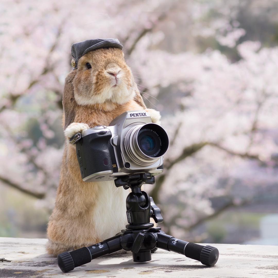 Заяц Пуипуи постоянно фотографируется в различных образах. На его странице даже можно найти снимки в костюме короля и повара.