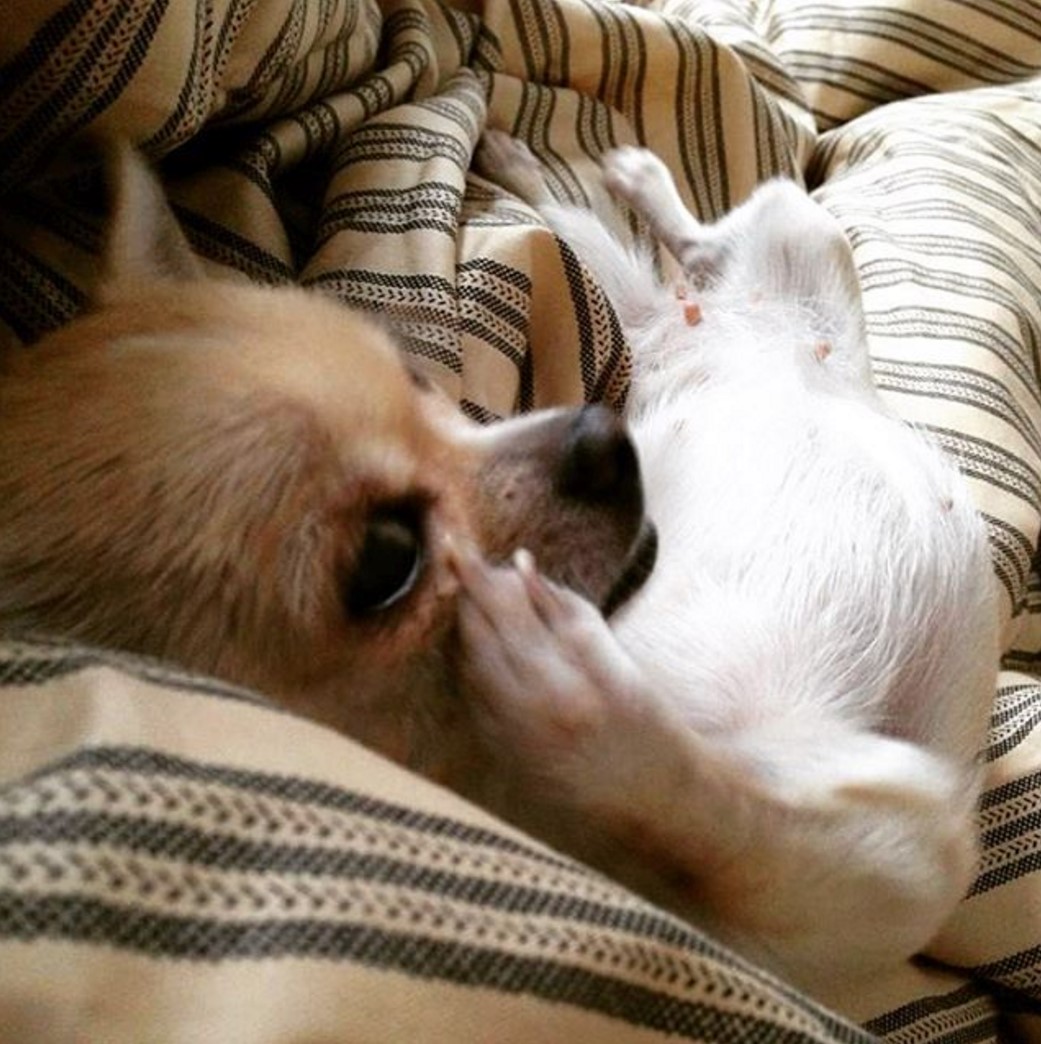 Малышка Виви только набирает популярность у любителей домашних животных. Но она готова дать фору своим более опытным коллегам по цеху.