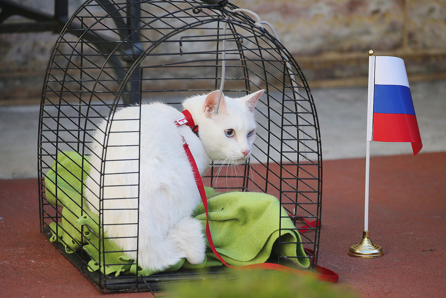 Кот Ахилл выбран оракулом благодаря его способностям к выбору, анализу, странному, необычному поведению, предполагающему, что он может что-либо угадать.