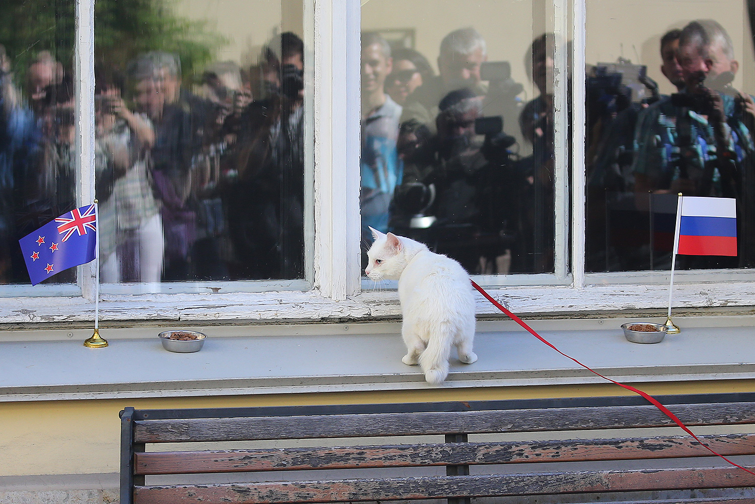 У кота врожденная глухота, возможно, поэтому у него обострены интуиция, любознательность и человеколюбие.