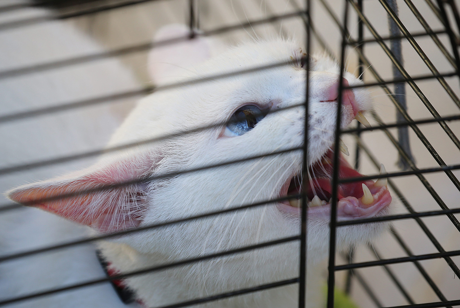 Он с рождения живет в Зимнем дворце.