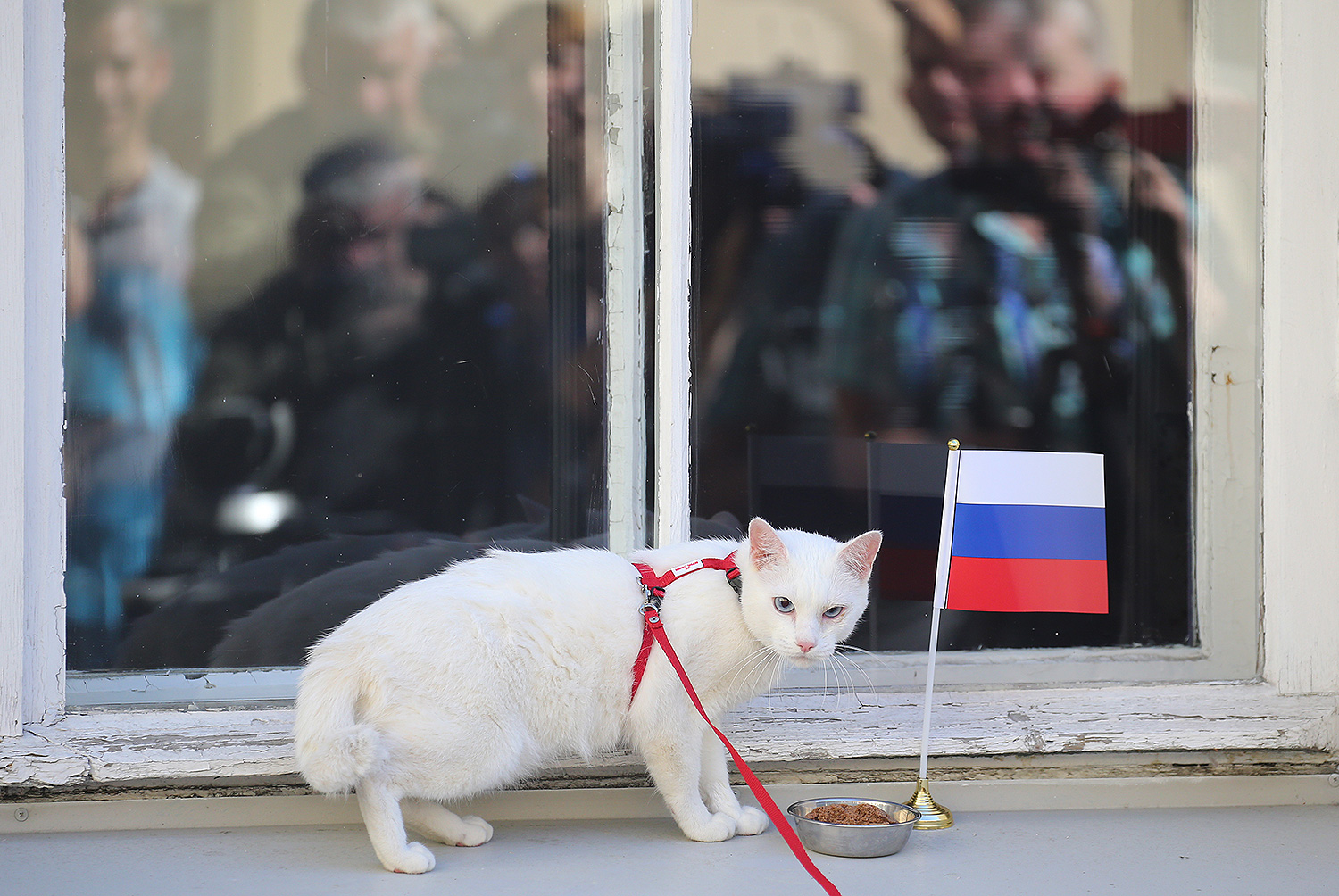 Среди всех котов, обитающих в Эрмитаже, был выбран наиболее стрессоустойчивый и человеко-ориентированный.