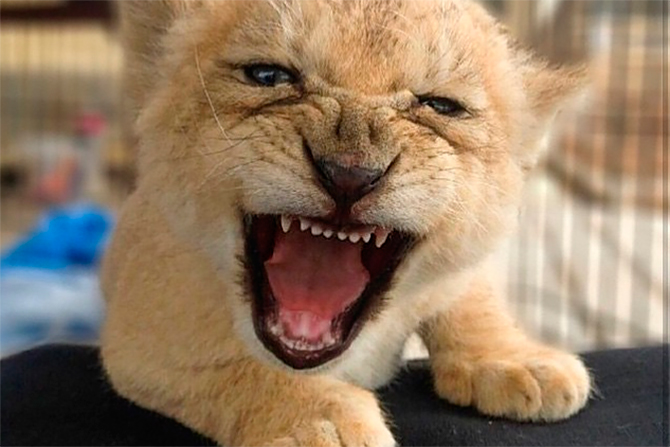 Сердитый домашний питомец