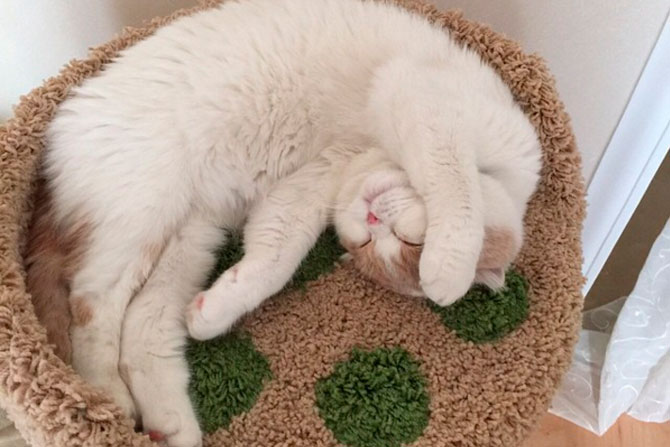 У домашнего животного по кличке Фофа есть личная страничка в Instagram