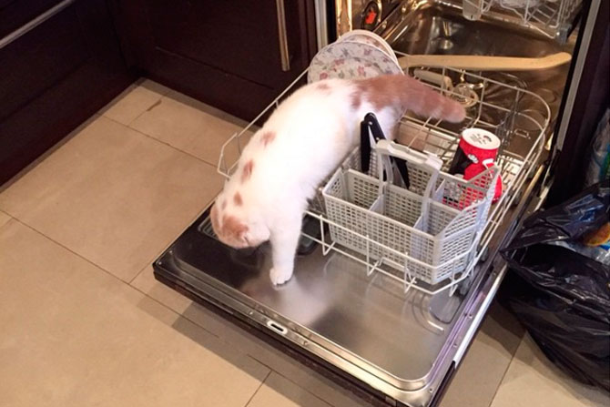 Шотландский кот Фофа очаровал фанатов своим необычным поведением