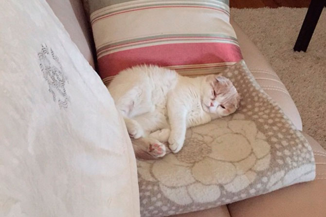 Как и другие коты Фофа любит поспать